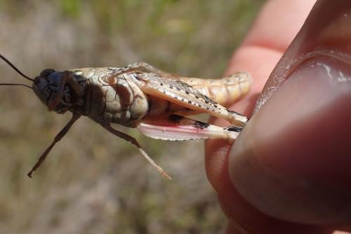 Calliptamus sp.